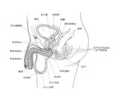 ペニスの構造